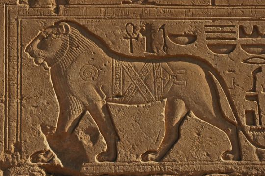leone per la cultura egiziana